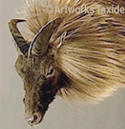 tahr